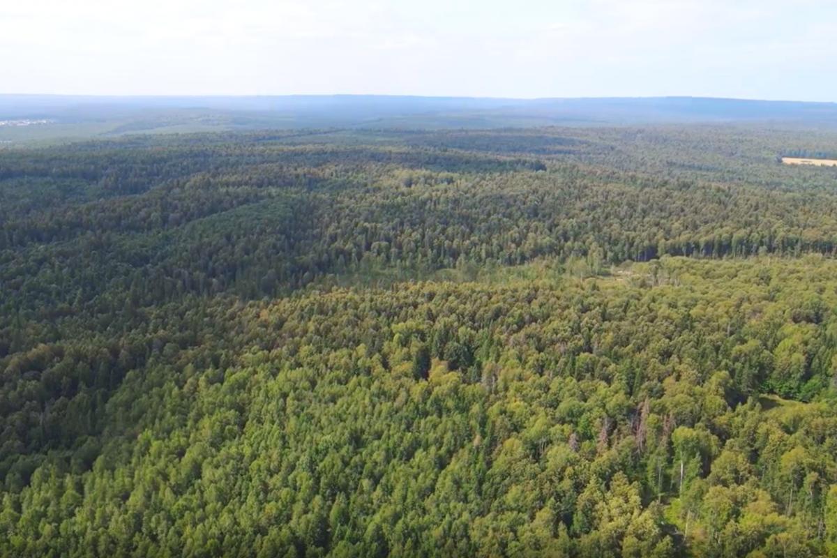 ПЦБК: Использование БПЛА для мониторинга пермских лесов сократит трудозатраты