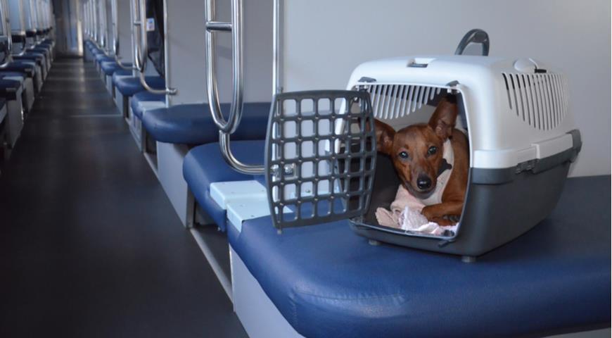 как перевезти собаку в поезде