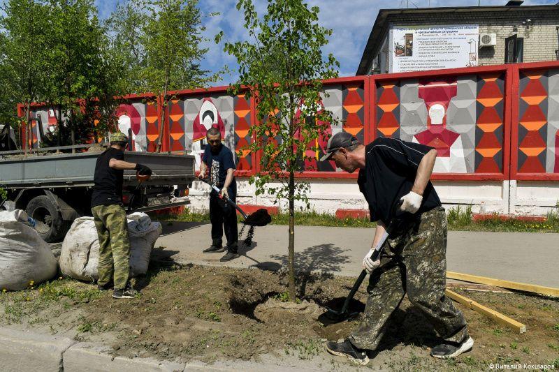 В Мотовилихе в рамках озеленительной кампании высадят липы