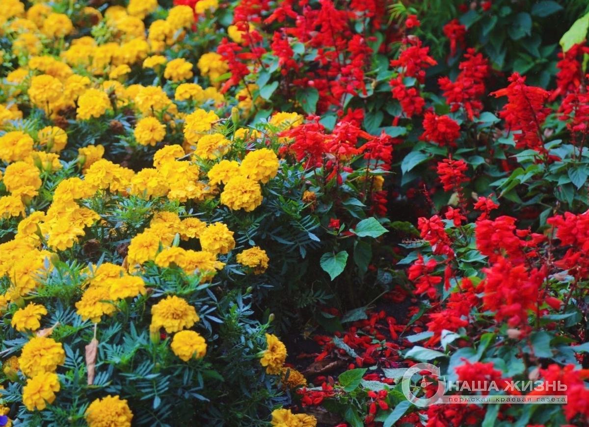 Жители Перми могут принять участие в конкурсе эссе «Удивительное растение Пермского края»