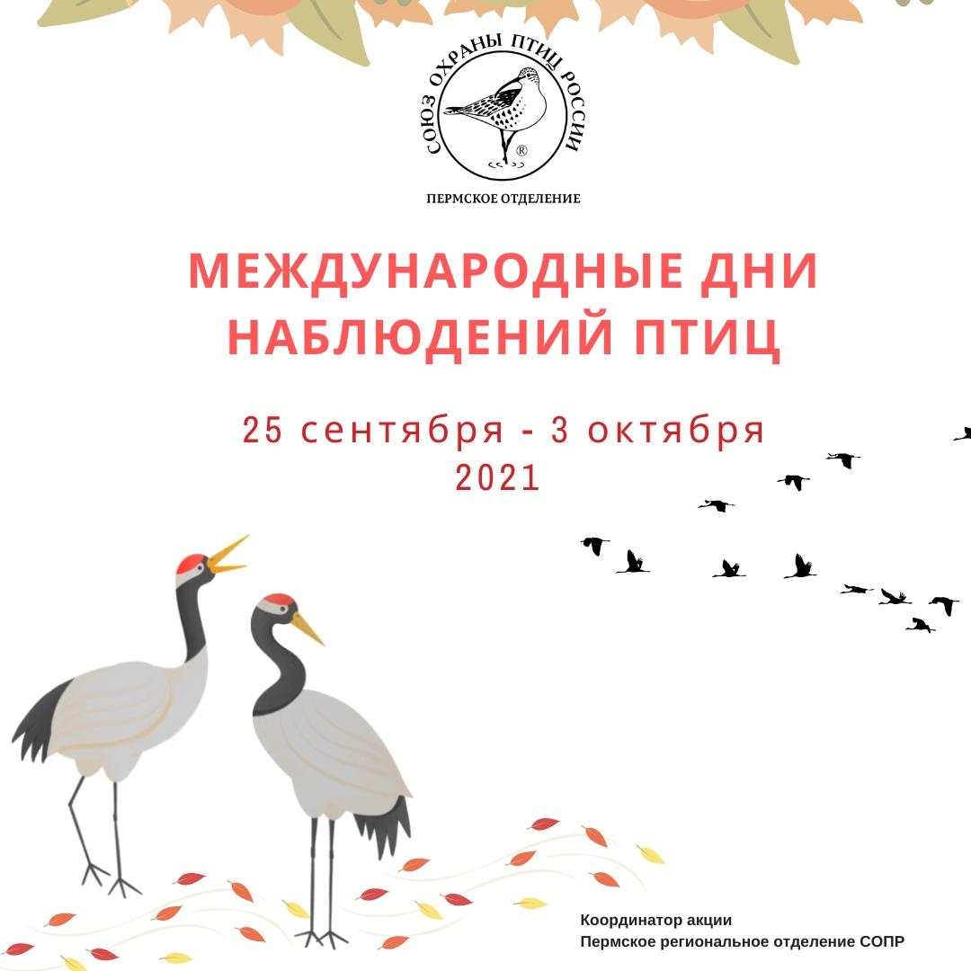 В Перми пройдут осенние дни наблюдений за птицами
