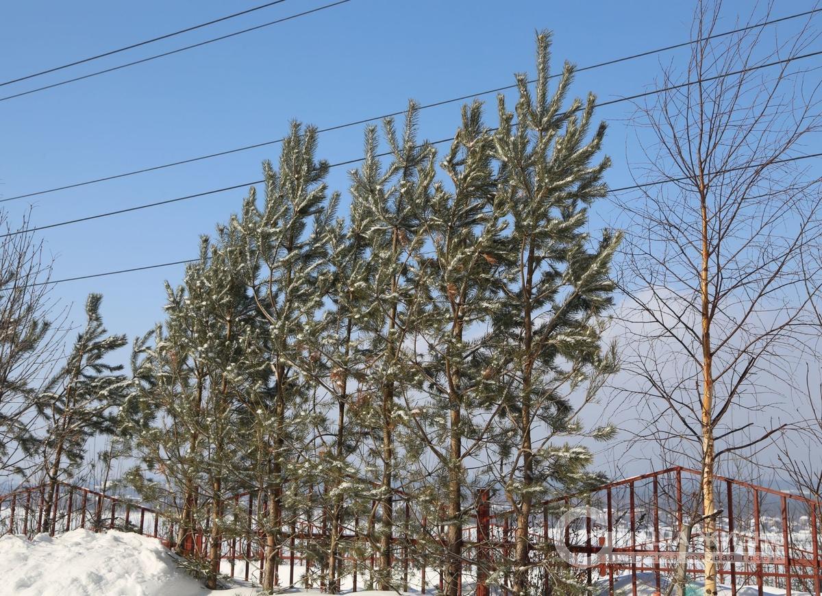 В Мотовилихе подготовили  деревья и кустарники к зиме  