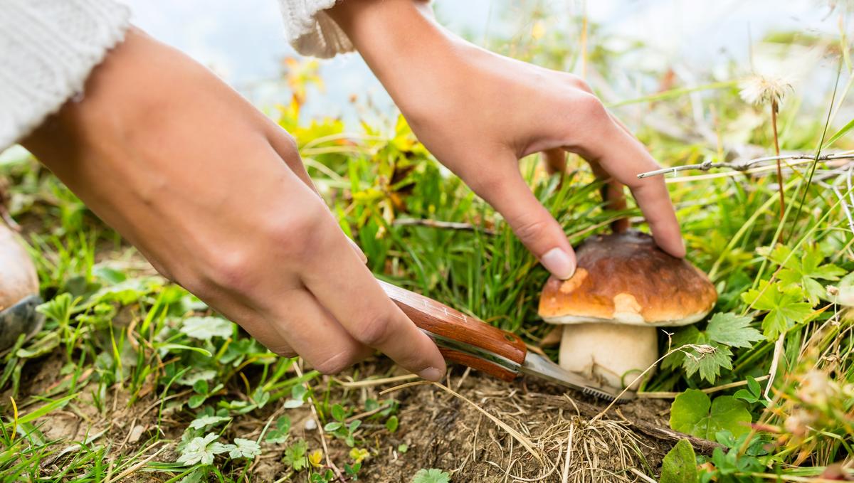 Сезон грибов: как избежать отравления