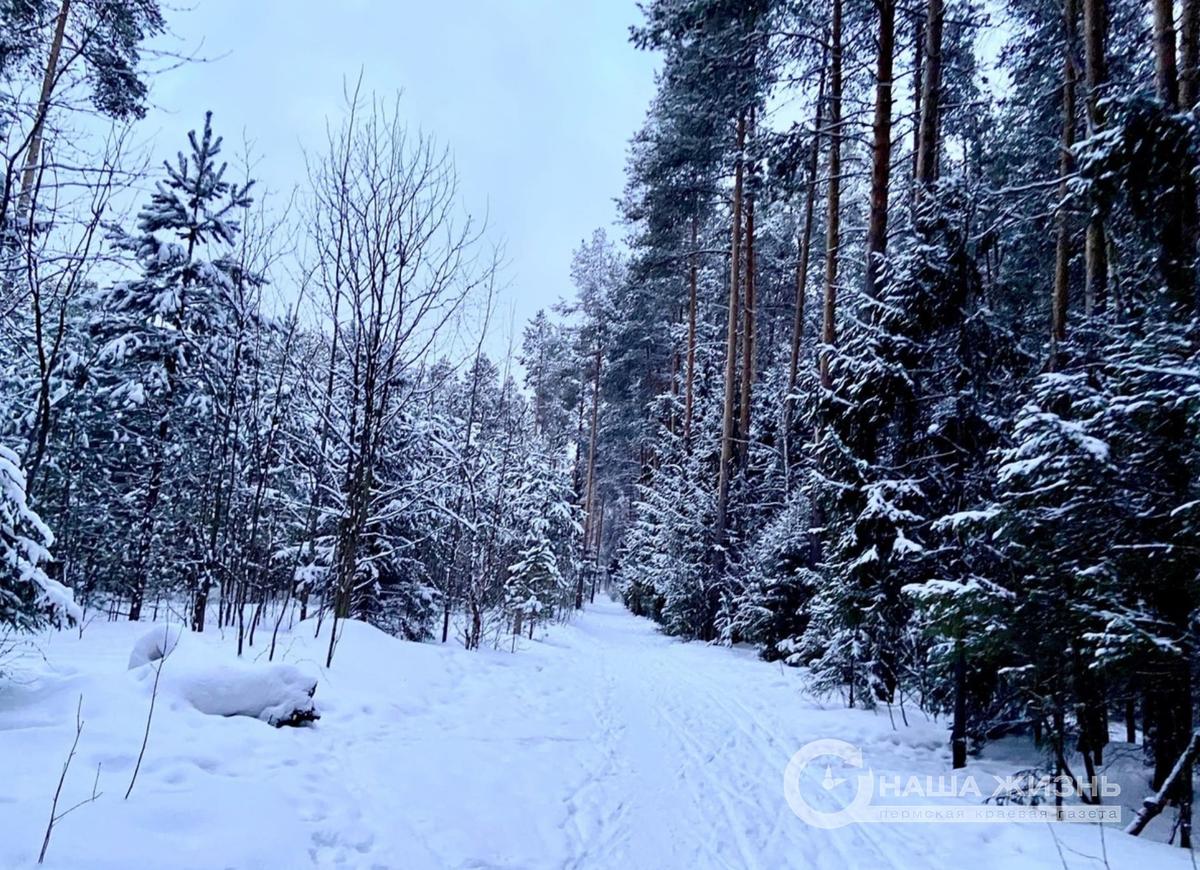  В городских лесах Перми началась подготовка к весеннему сезону