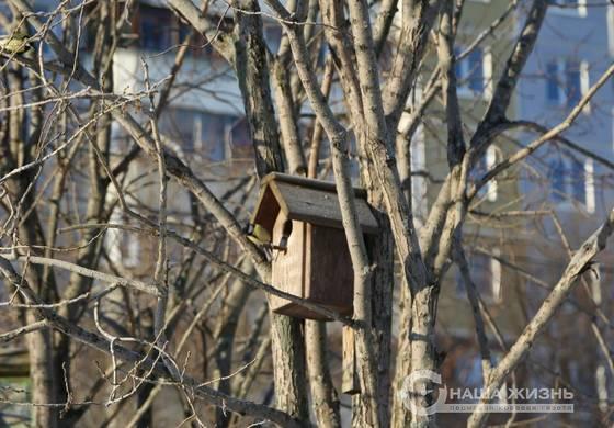 К Международному дню птиц в участковых лесничествах Перми развесили 50 скворечников и 50 дуплянок 