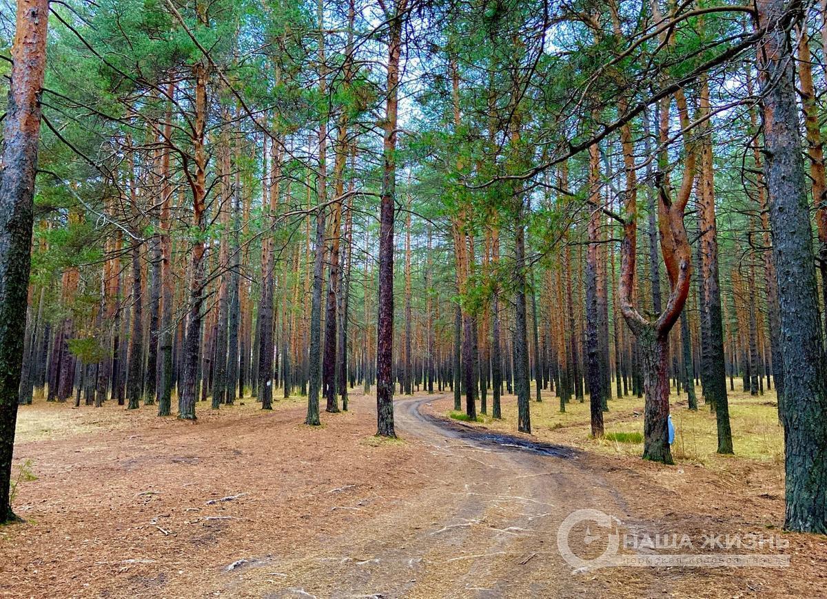 В Мотовилихинском и Черняевском лесничествах проведено лесопатологическое обследование