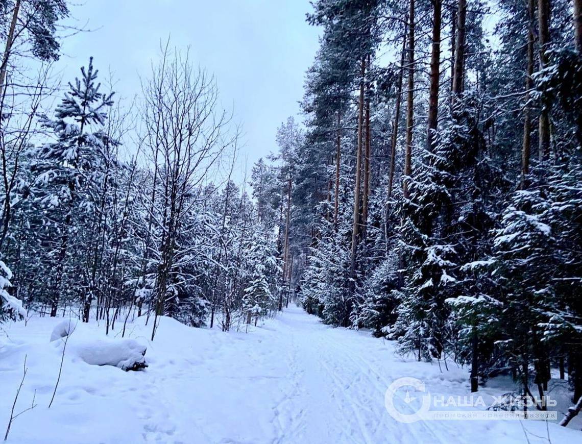  В городских лесах Перми началась подготовка к весеннему сезону