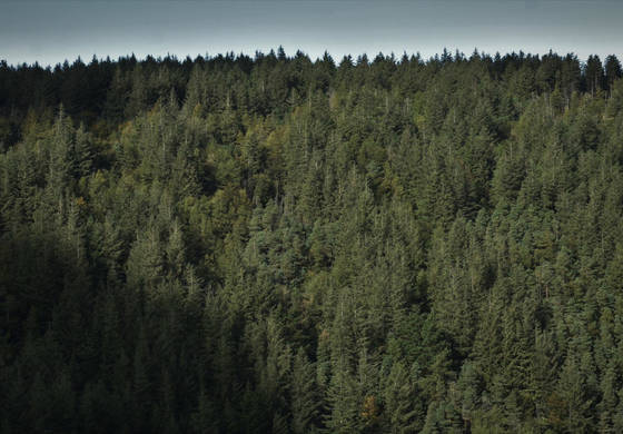 В этом сезоне в городских лесах Перми высадили около 3 тысяч саженцев