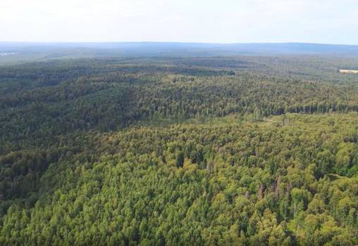 ПЦБК: Использование БПЛА для мониторинга пермских лесов сократит трудозатраты