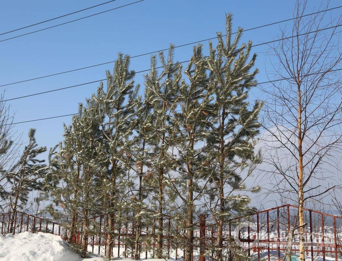 В Мотовилихе подготовили  деревья и кустарники к зиме  