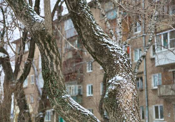Белый снег на кронах деревьев 