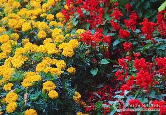 Жители Перми могут принять участие в конкурсе эссе «Удивительное растение Пермского края»