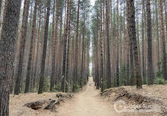 В городских лесах Перми проведено лесопатологическое обследование