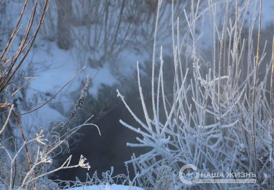 В городских лесах Перми для охраны хвойных деревьев установлены фотоловушки