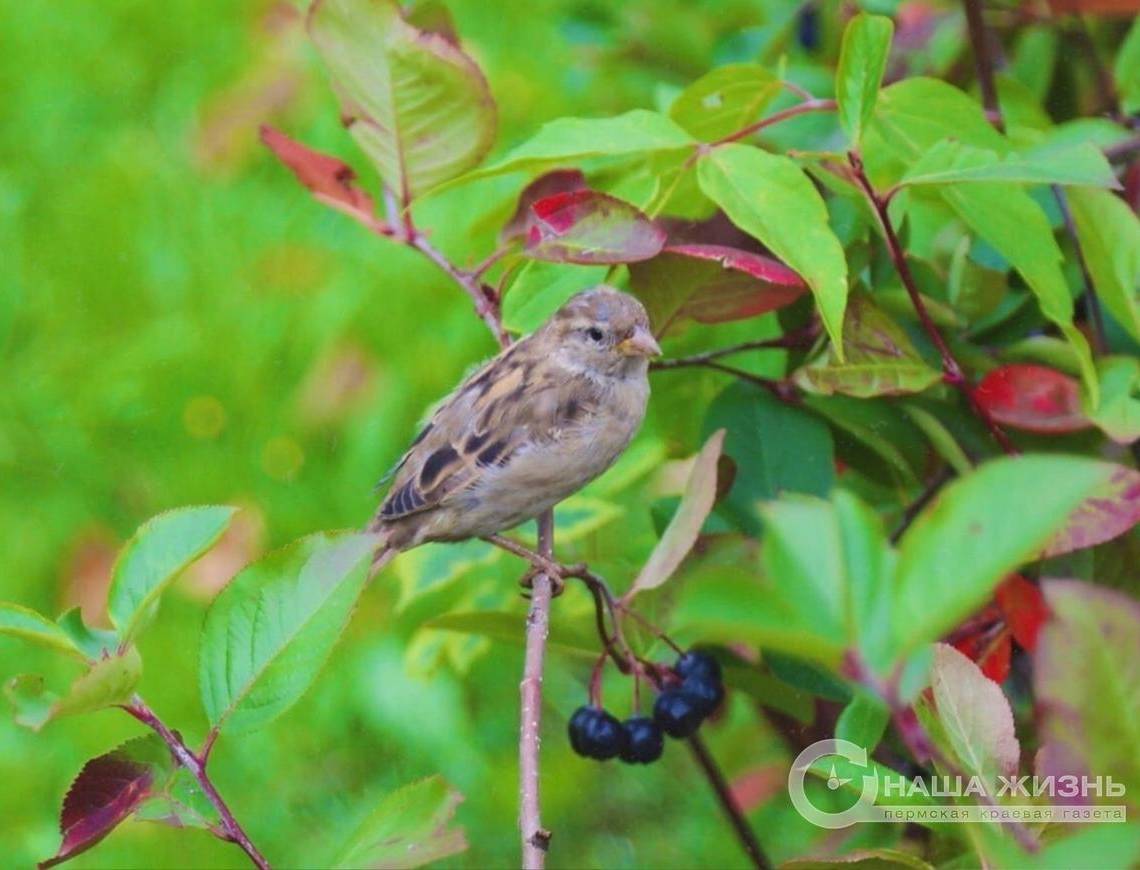 В Перми пройдут осенние дни наблюдений за птицами