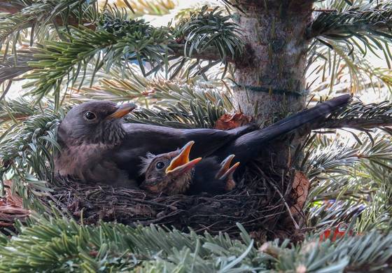 В городских лесах Перми началось активное гнездование птиц 