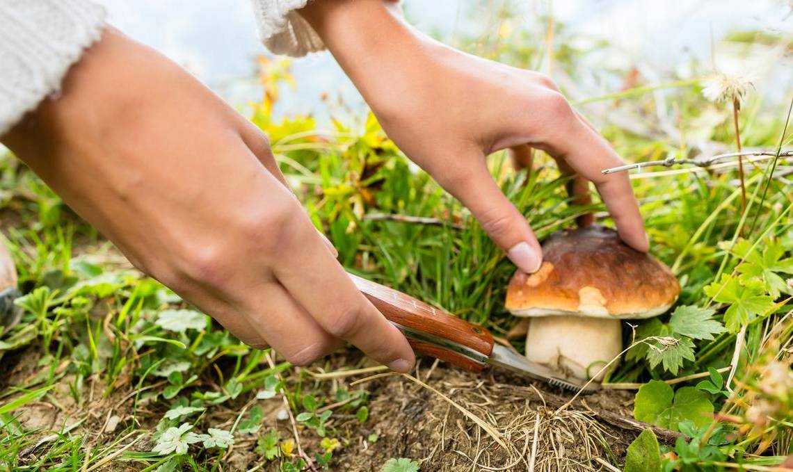 Сезон грибов: как избежать отравления
