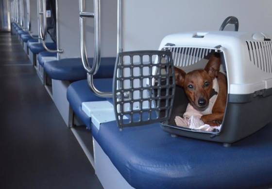 Как перевозить домашних животных в общественном транспорте, электричке и поезде?  