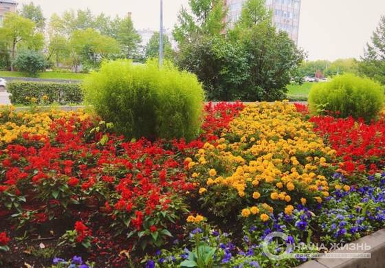 В районах Перми стартует высадка однолетних цветов  